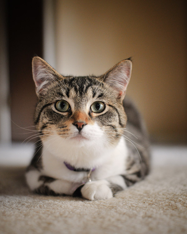 Howie, Tabby Cat - Portland Pet Photographer