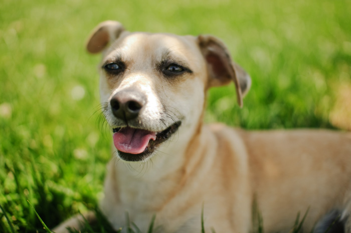 Sir Didymus - Dog Portrait - Portland Pet Photographer