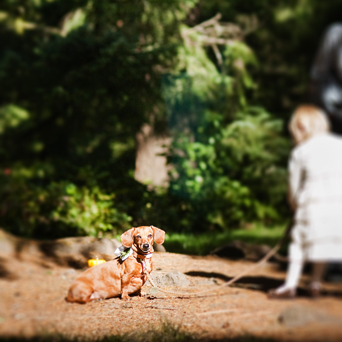 Hoyt Arboretum Wedding Photographer