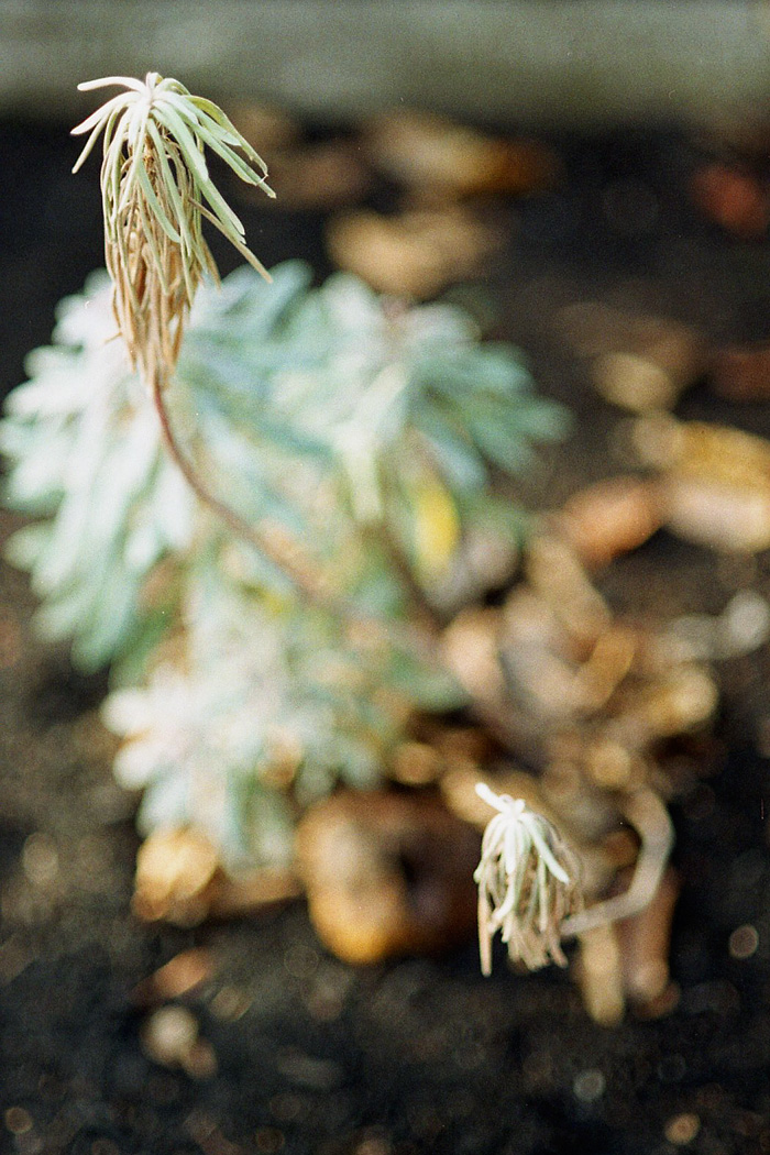 Nikon F100 - Portland lifestyle photographer - Portland Oregon