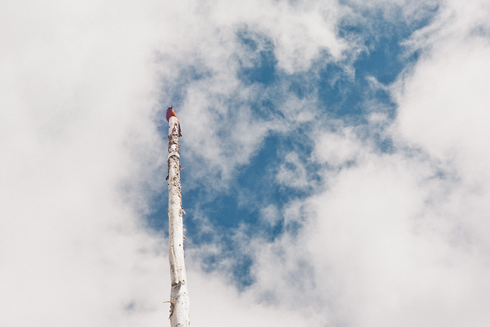 Portland Lifestyle Photographer - Bird on Pole at Crater Lake National Park