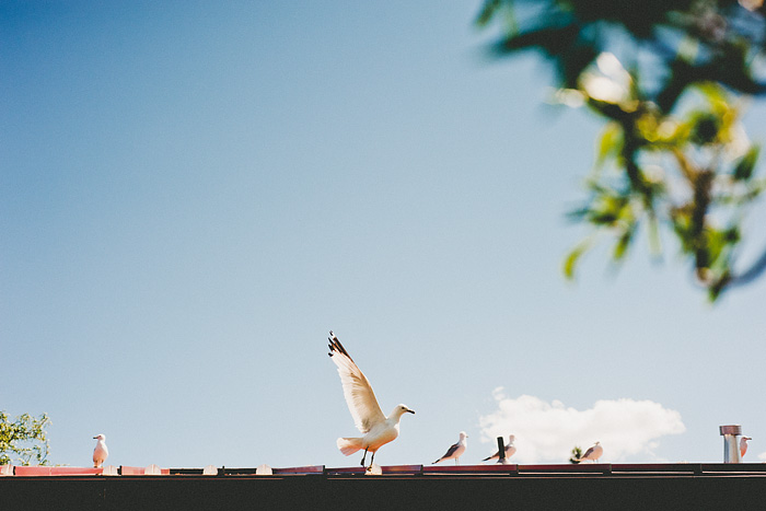 Portland Lifestyle Photographer - Sea Gulls at Shasta Rest Area