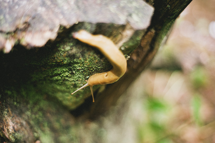 Portland Lifestyle Photographer - Banana slugs at Patrick's Point, CA