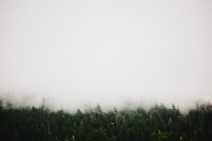Portland Lifestyle Photographer - Redwood forests and the morning fog - Humboldt County, CA