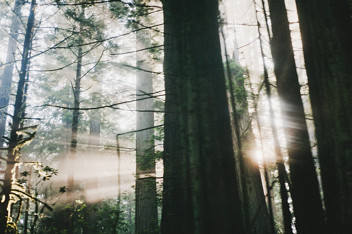 Morning sunlight shining through the fog and redwood forest - Humboldt County