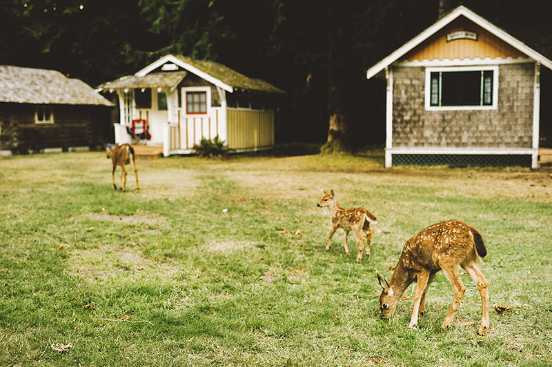 Deer roaming the grounds at Crystal and Dylan's Nature Bridge Wedding