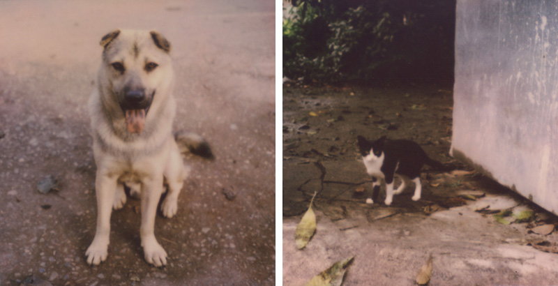 Stray animals in Thailand | SLR680 Polaroid
