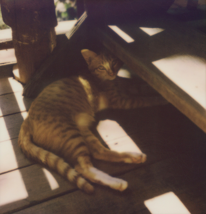 Masi-Da, the resident cat at Chai Lai Orchid | SLR680 Polaroid