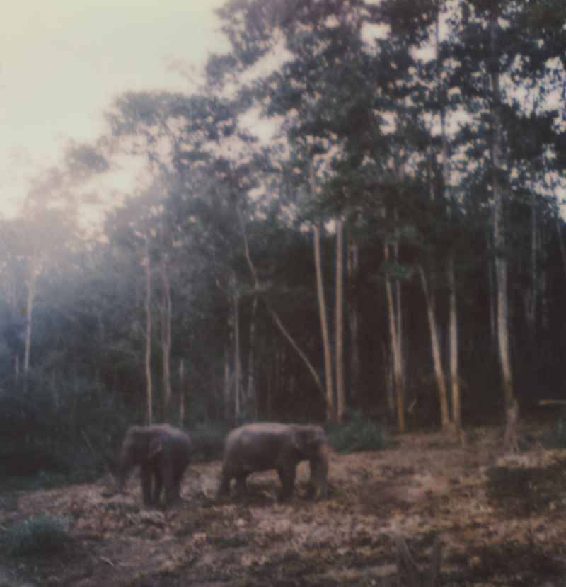 Elephants at Chai Lai Orchid | SLR680 Polaroid