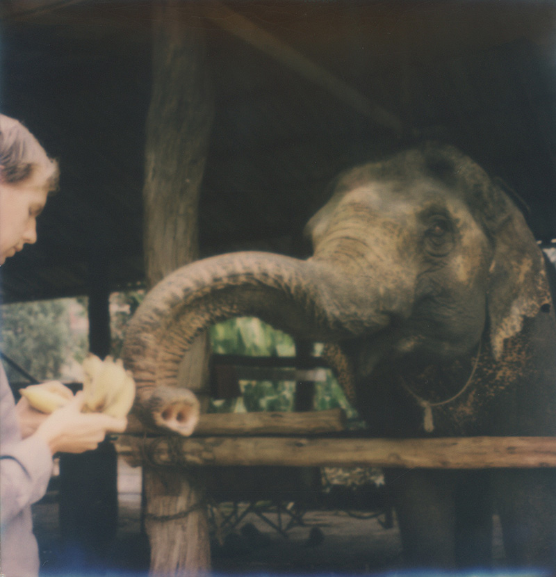 Chris feeding an elephant bananas in Thailand | SLR680 Polaroid