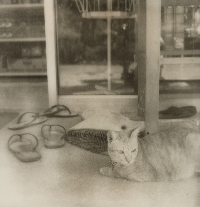 A bodega cat on Koh Mak in the Gulf of Thailand | SLR680 Polaroid