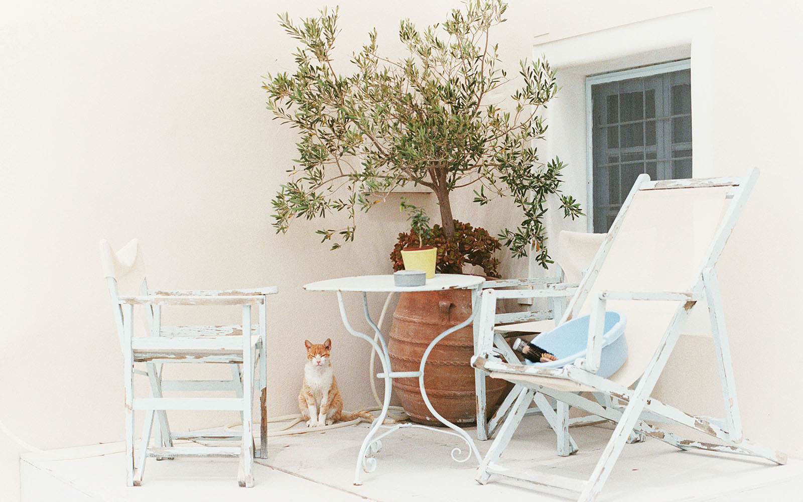 Cat Sitting on Patio in Santorini | Greece Wedding Photographer