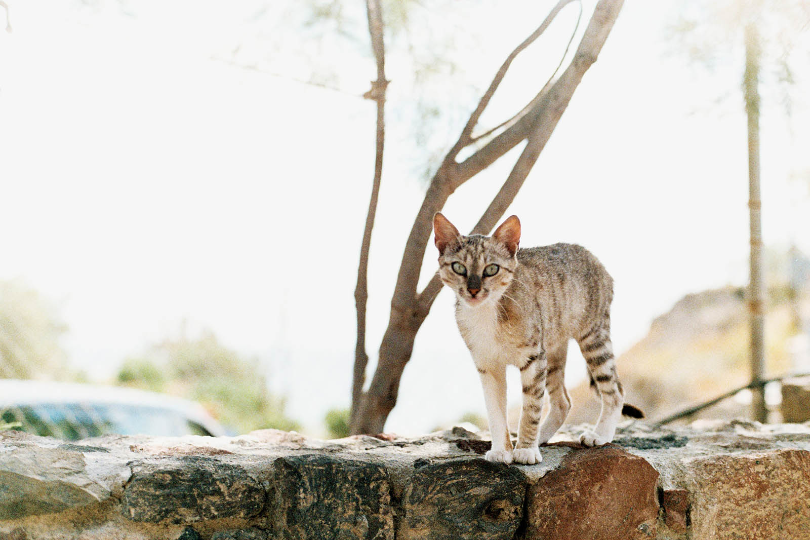 Greece Wedding Photographer
