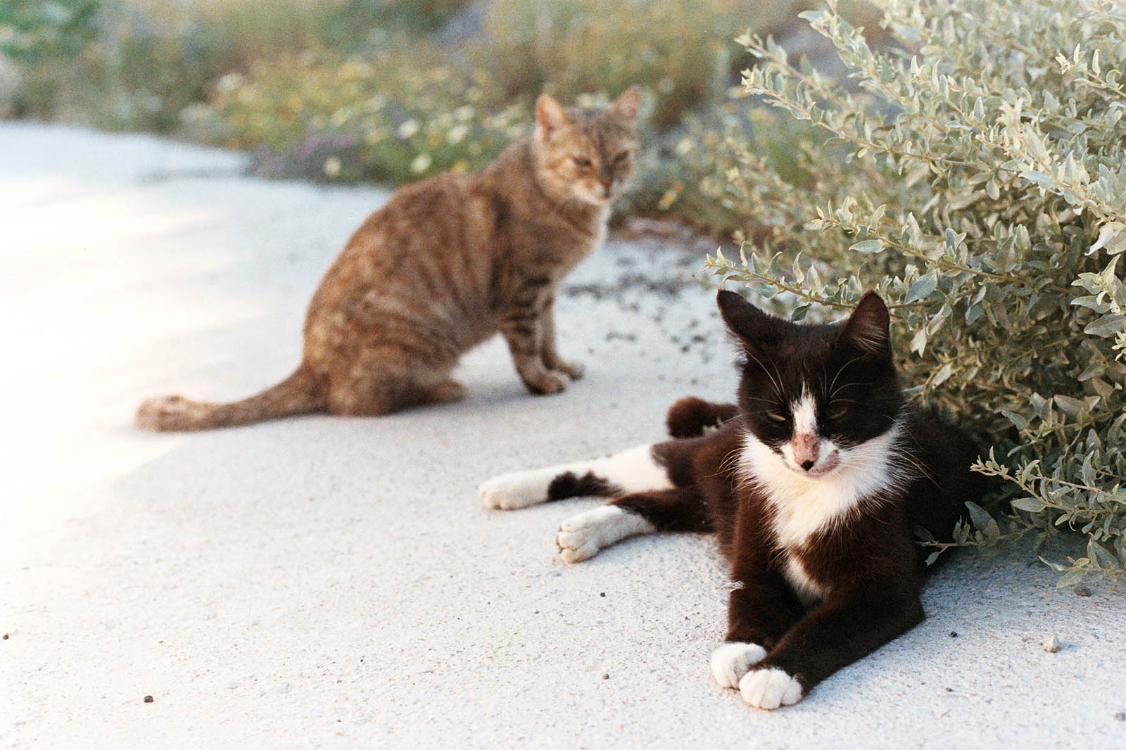 Greece Wedding Photographer