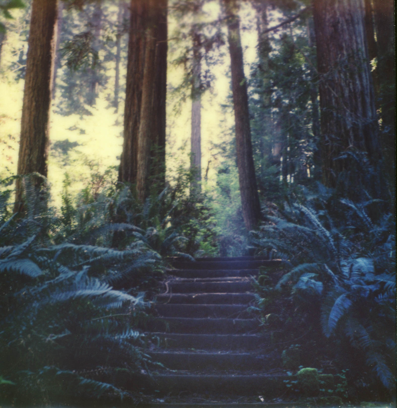 MiNT SLR670m Polaroid Review | Humboldt Redwoods