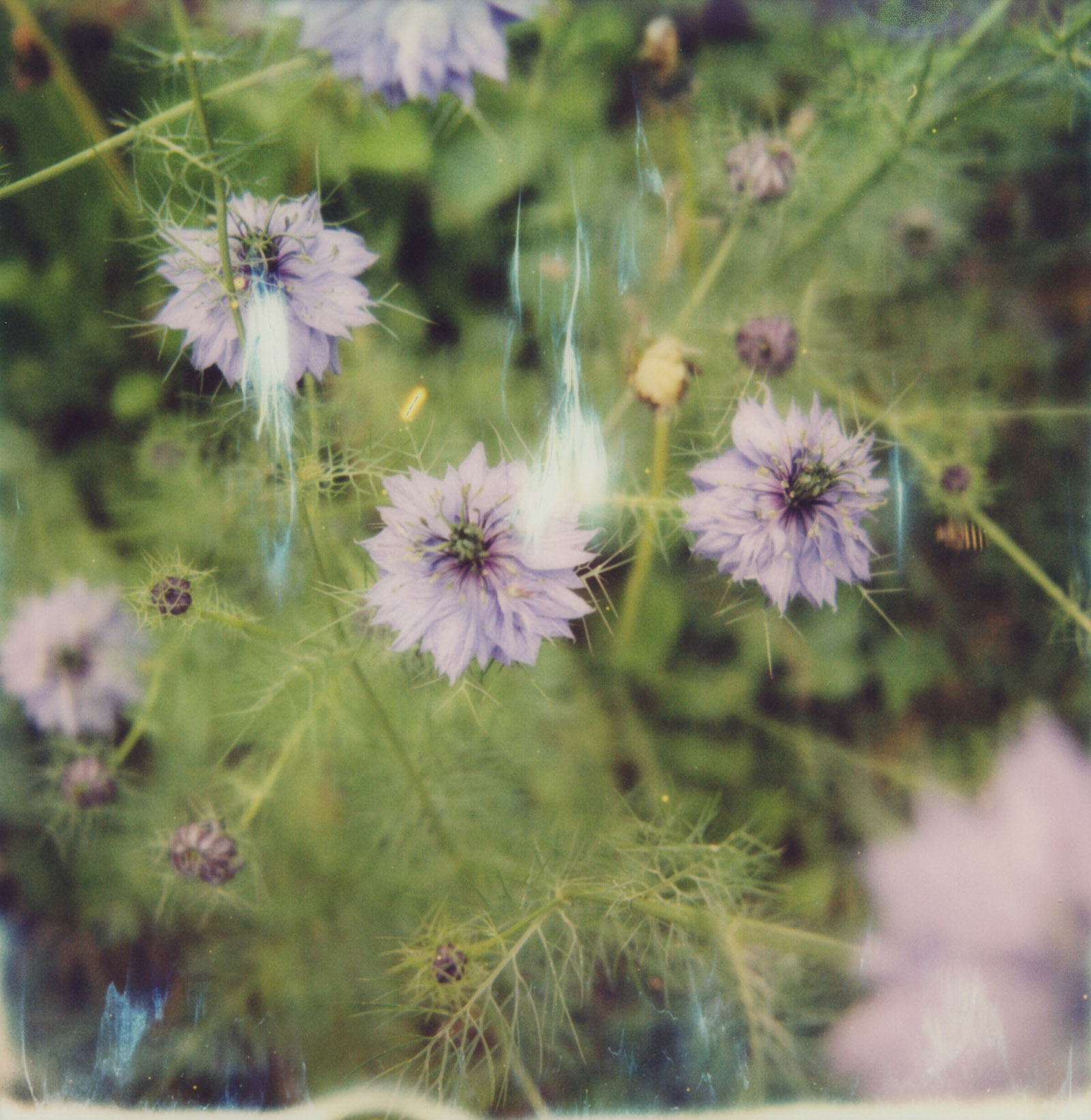 MiNT SLR670m Polaroid Review | Devil in the Bush, Love in a Mist