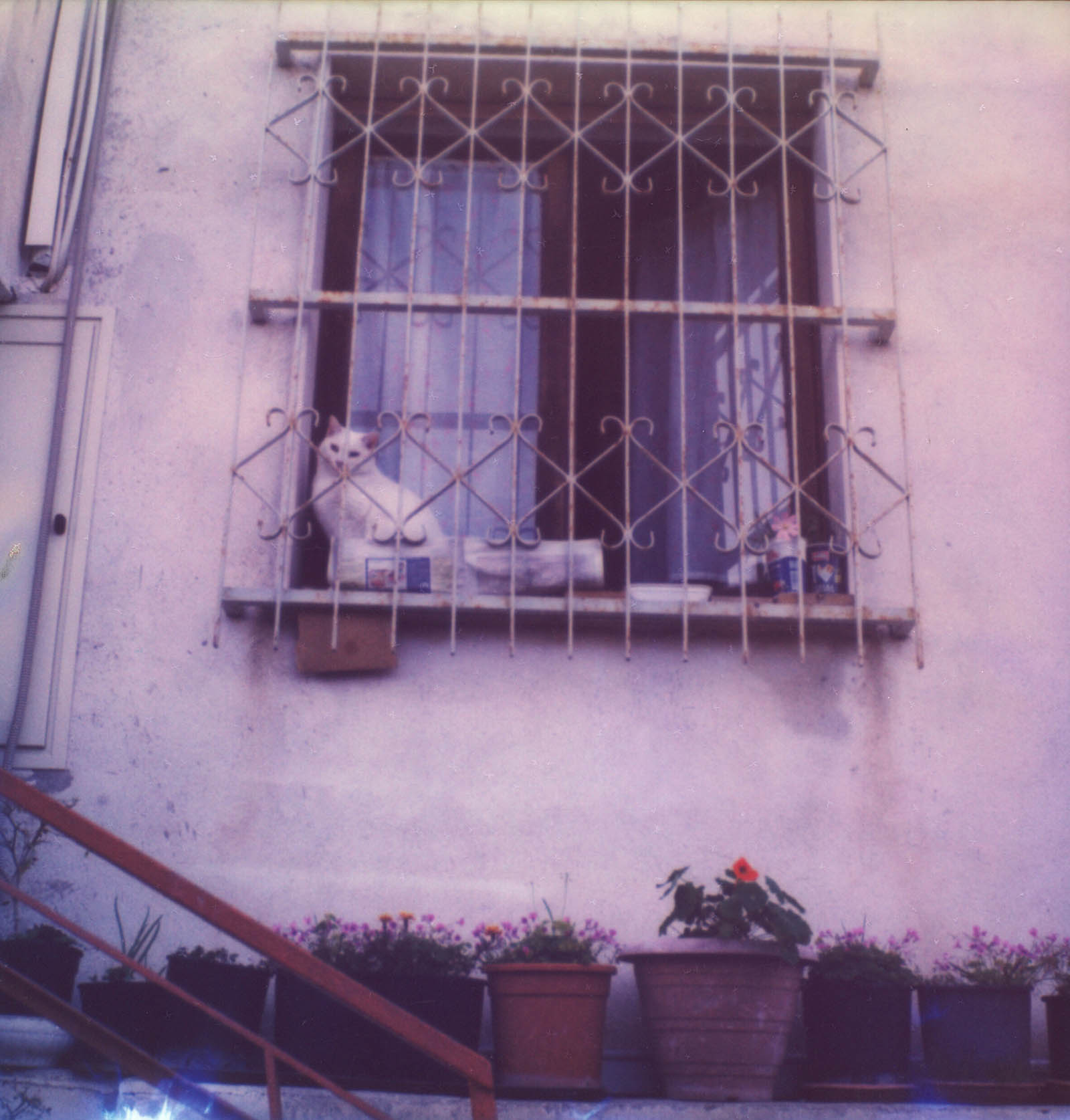 MiNT SLR670m Polaroid Review | Cat in a window in Caulonia, Italy