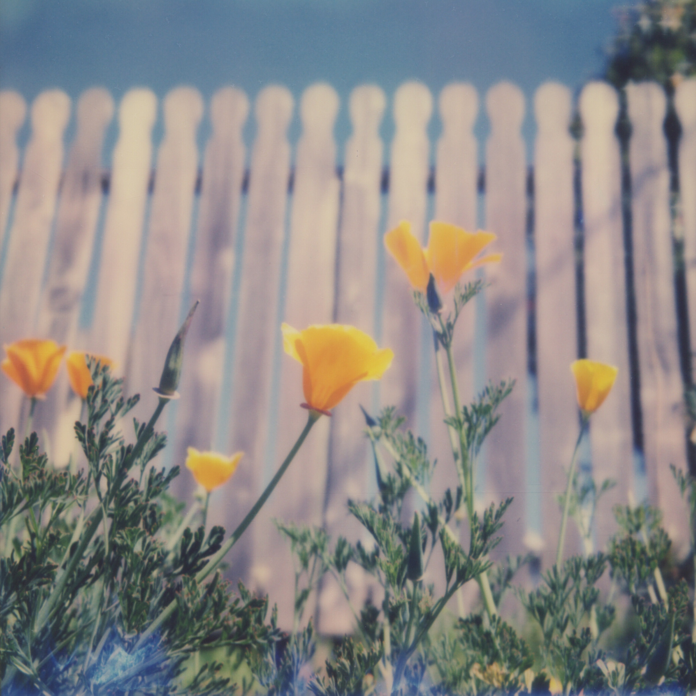 MiNT SLR670m Polaroid Review | Golden Poppies in Northern California