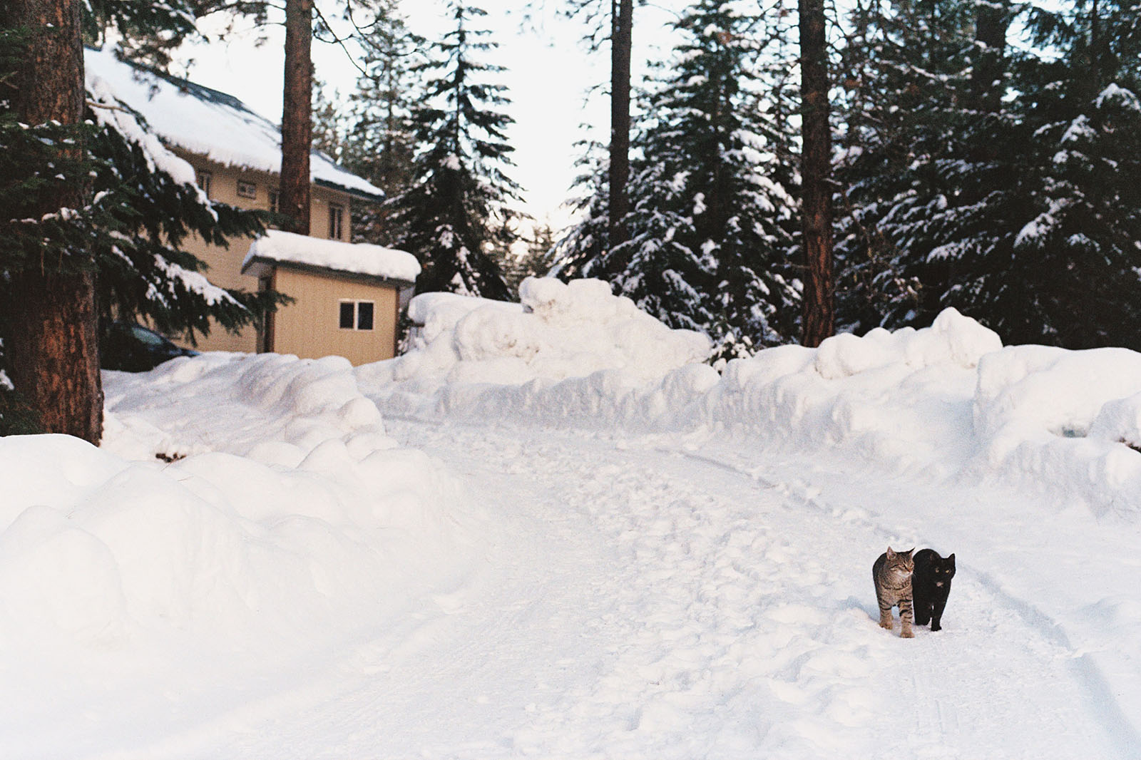 Two cats walking down a snowy driveway in Trout Lake, WA | Contax Aria