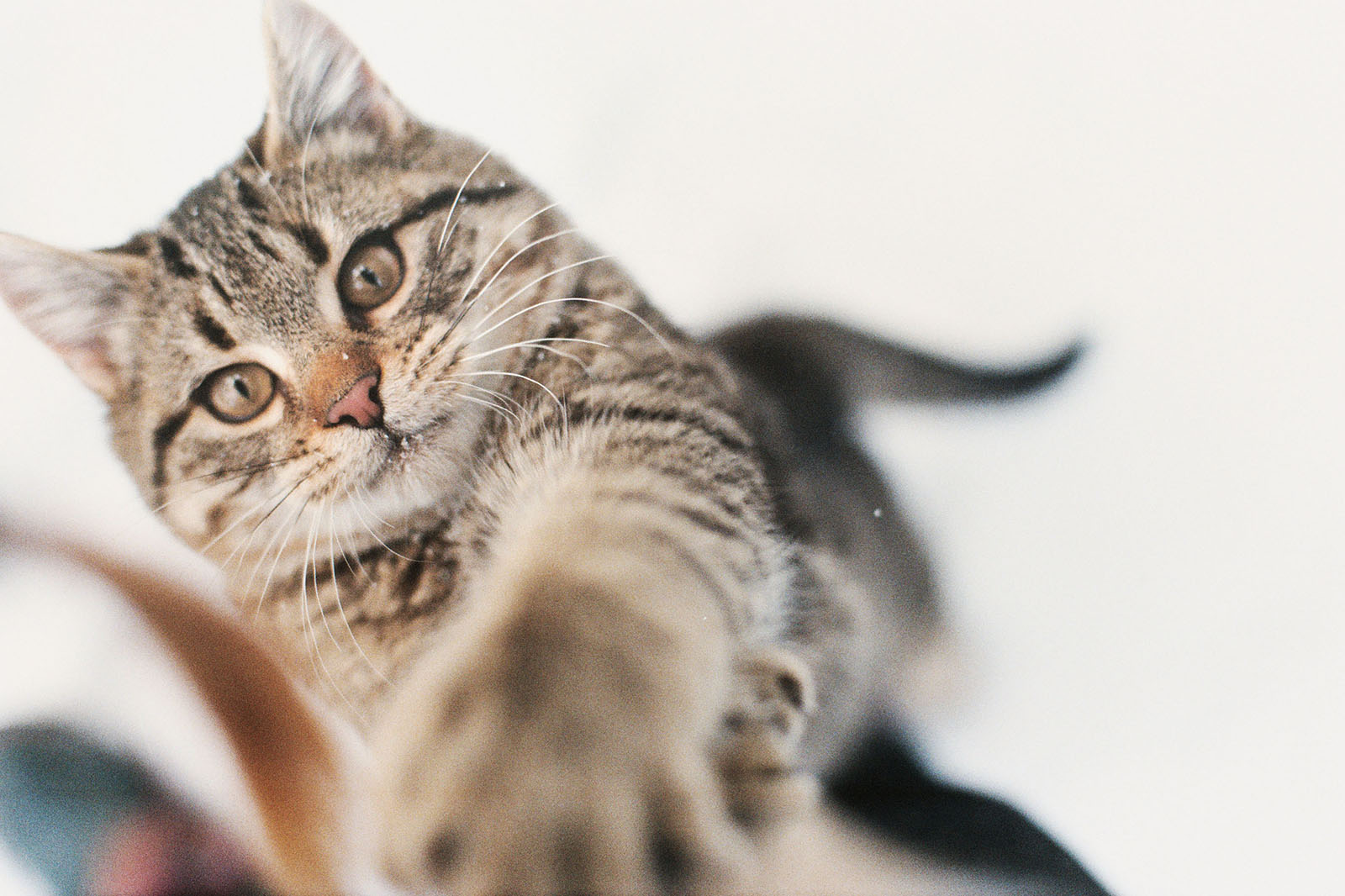 Portrait of a polydactyl cat in Trout Lake, WA | Contax Aria