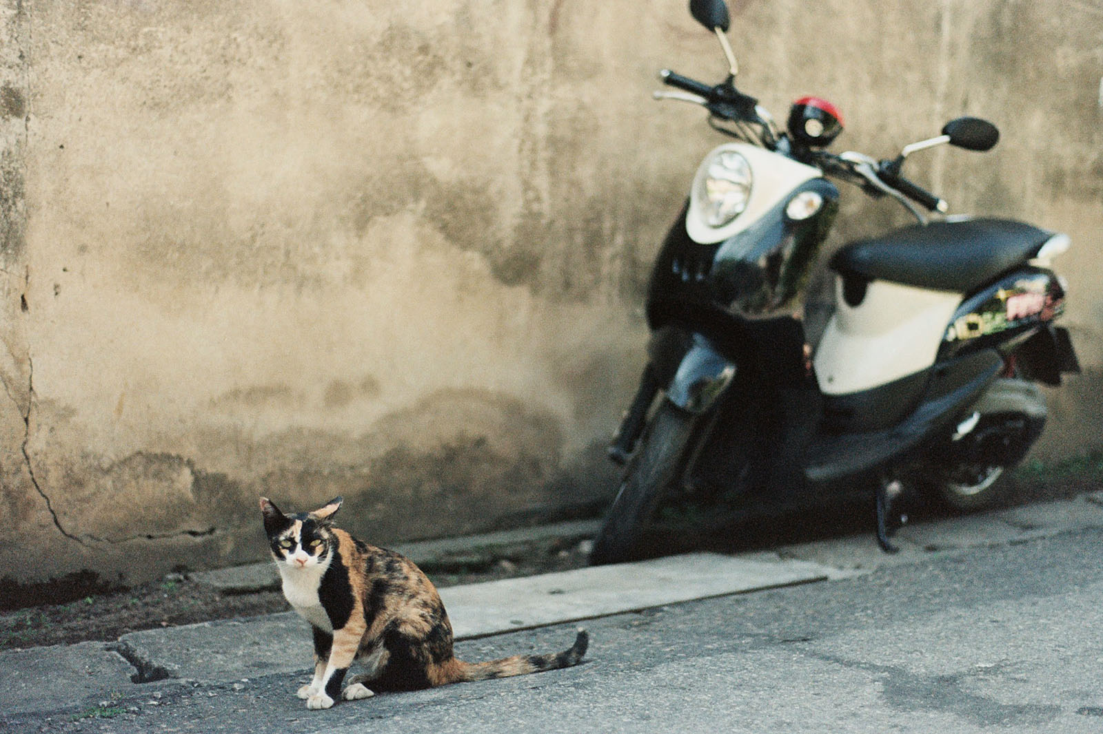 Street cat and a motorbike in Chiang Mai | Thailand Travel Photos