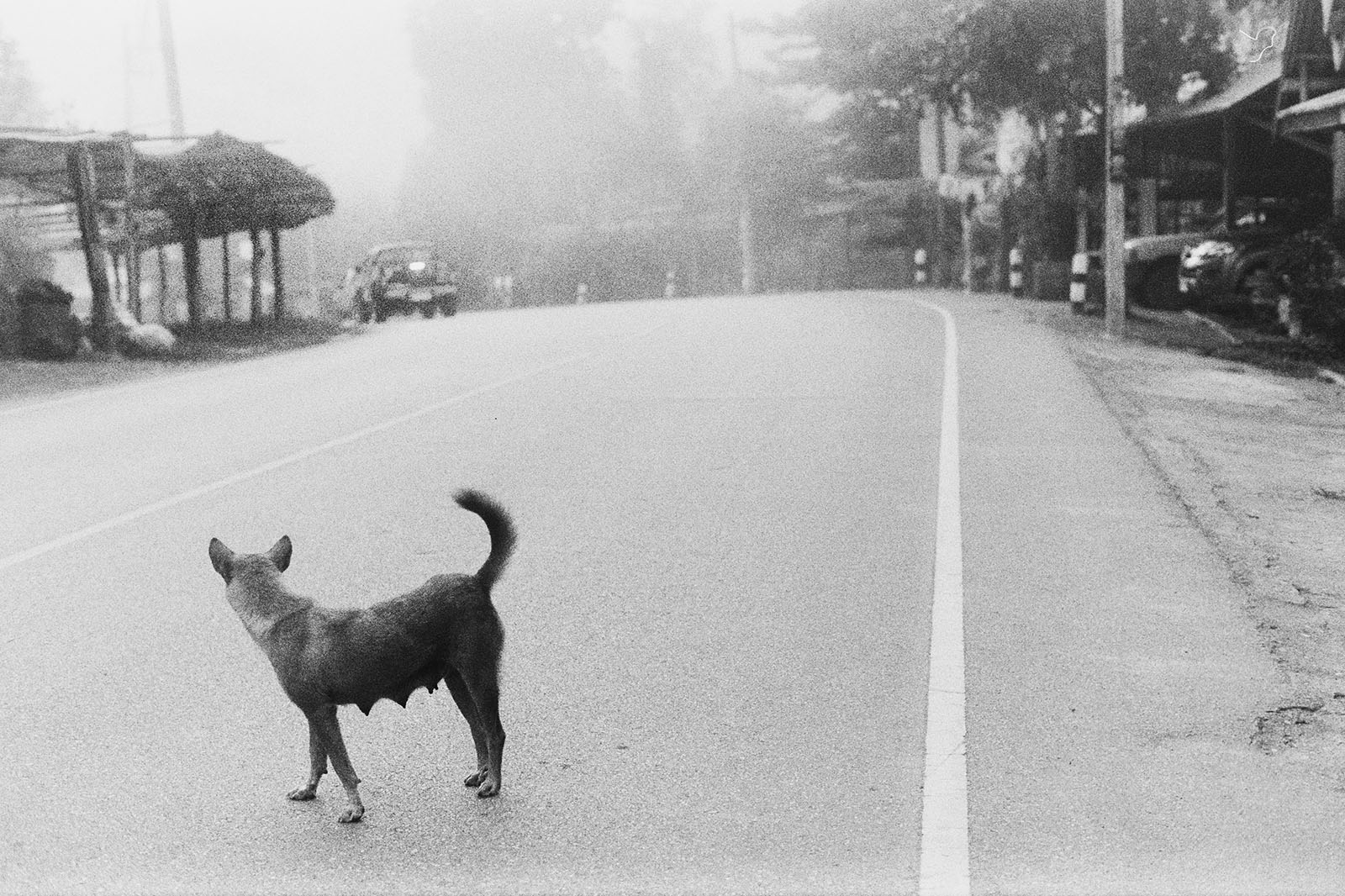 Soi dog in Mae Wang | Thailand Travel Photos