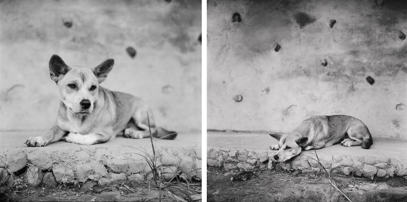 Resident dog Loksha at Chai Lai Orchid | Thailand Travel Photos