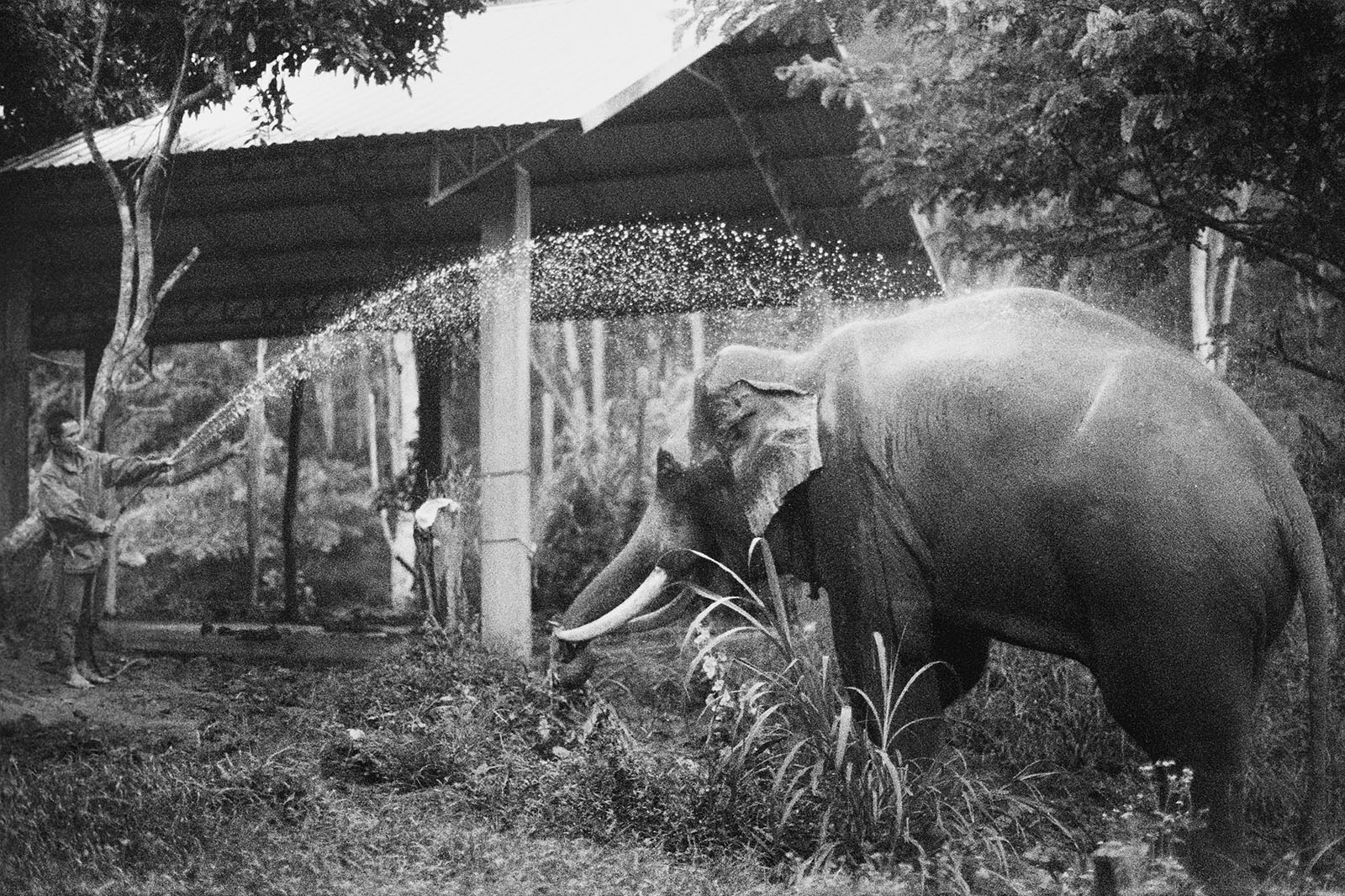 Elephants getting a morning bath at Chai Lai Orchid | Thailand Travel Photos