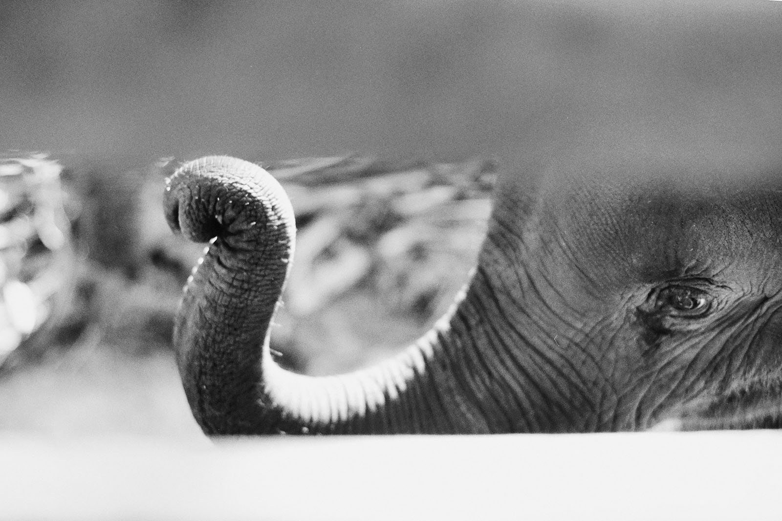 Baby elephant portrait at Chai Lai Orchid | Thailand Travel Photos