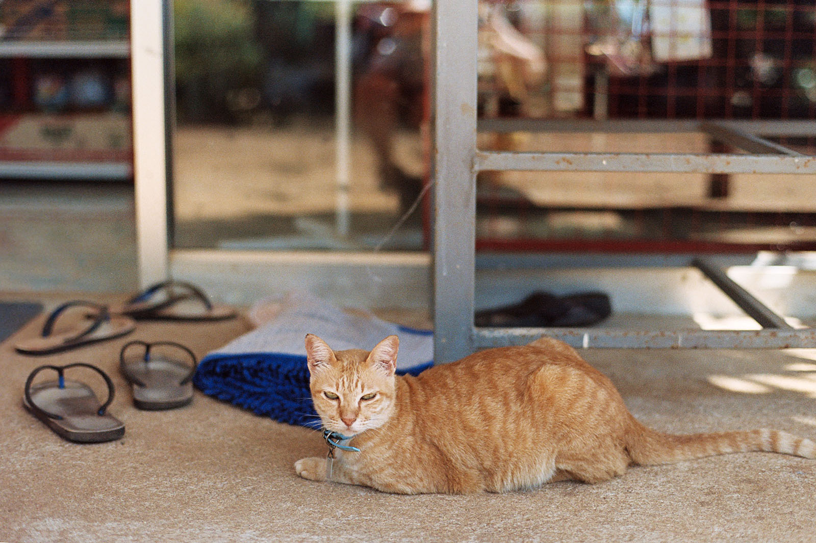 Koh Mak bodega cat guarding flip-flops | Thailand Travel Photos