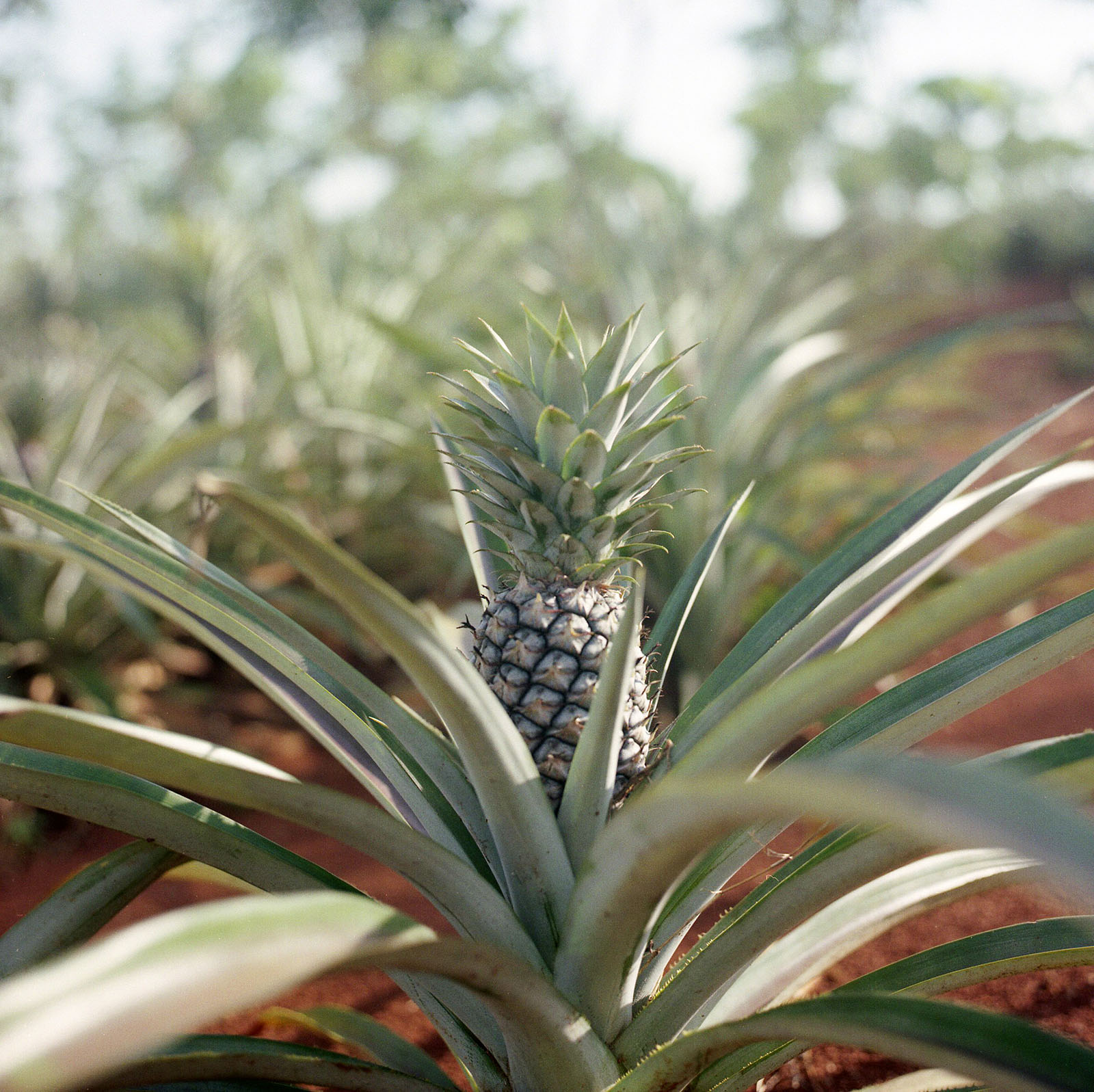 Pineapple farm | Thailand Travel Photos