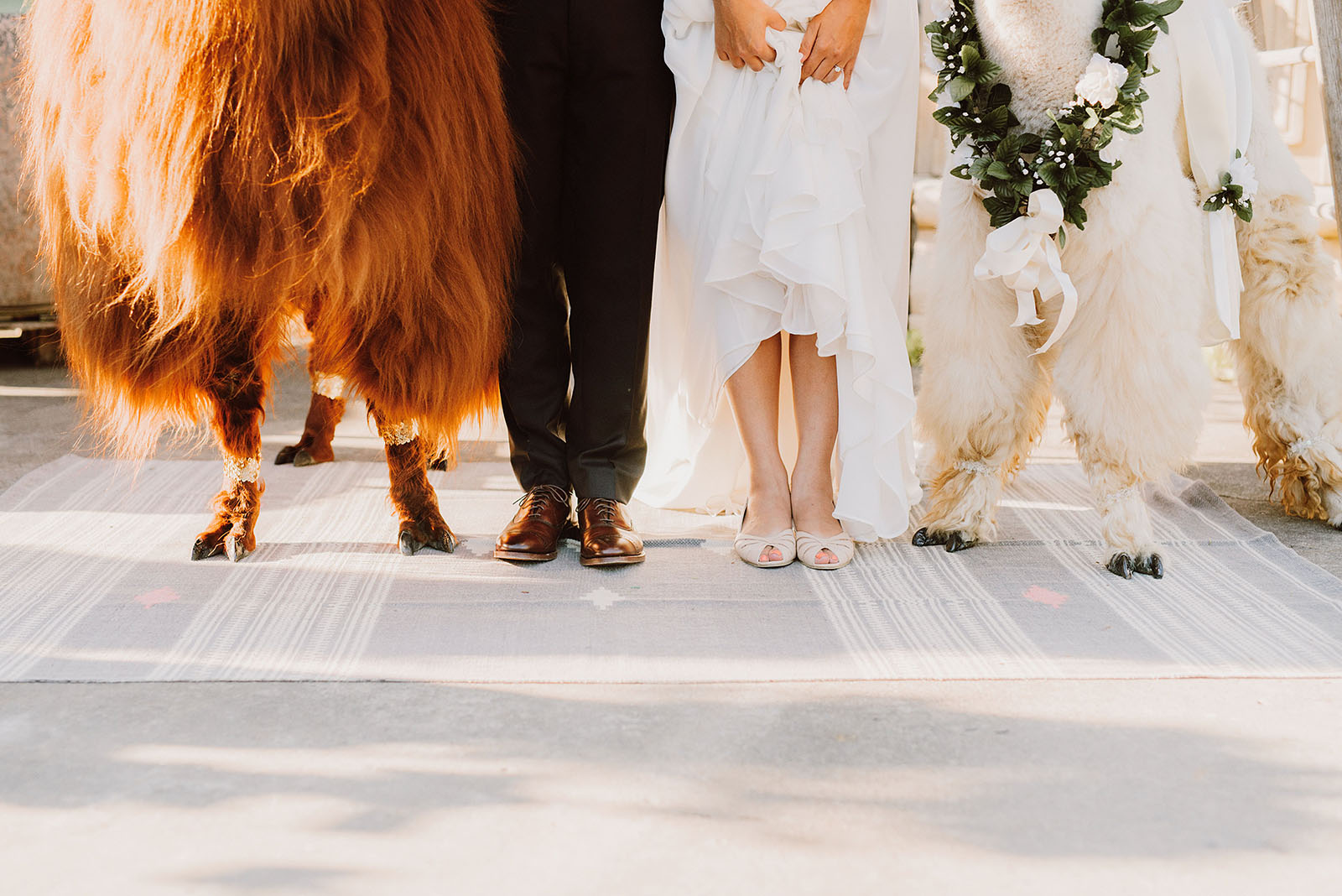 Bride and Groom's feet with Rojo and Napoleon the llamas | Portland Castaway Wedding
