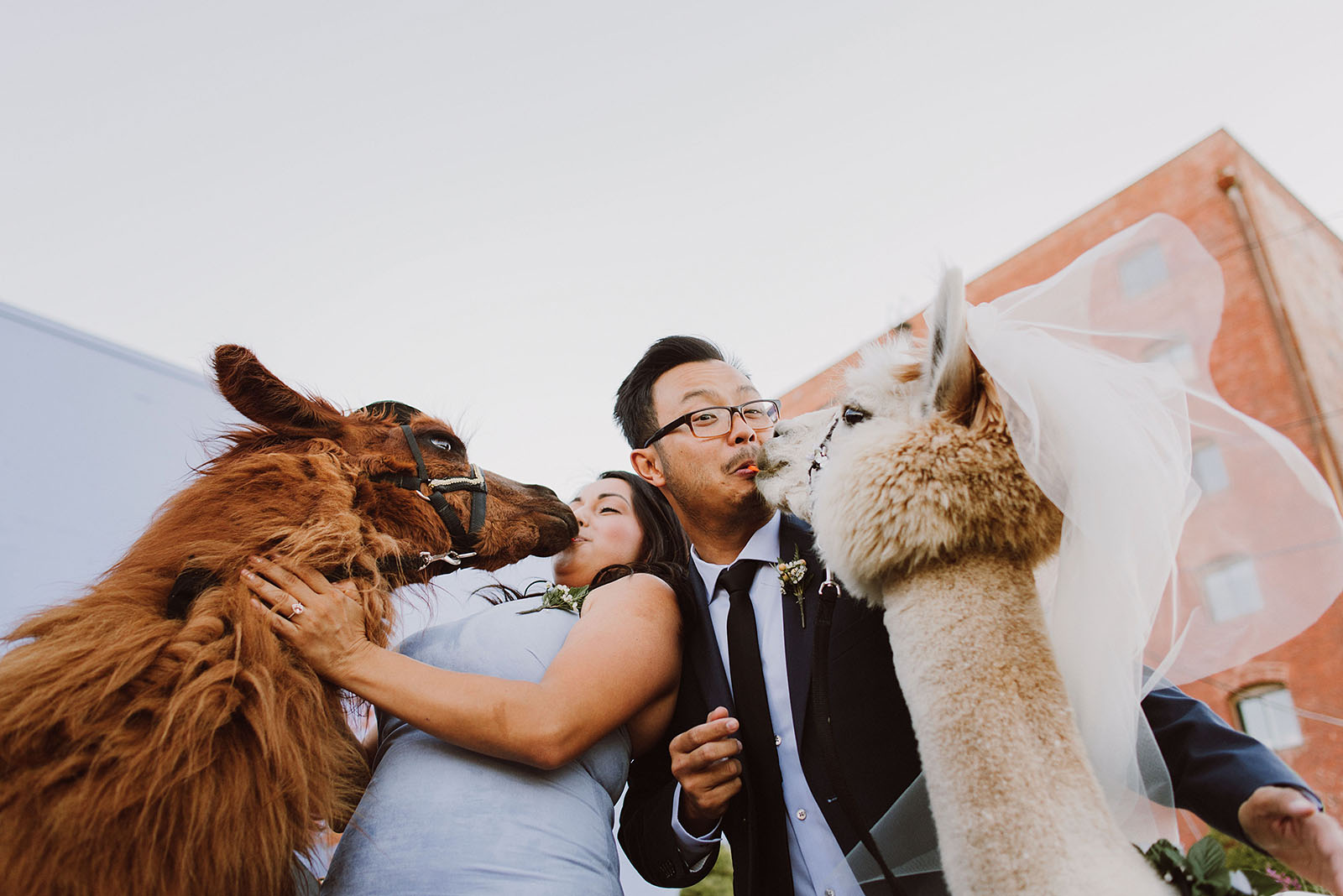 Guests feeding the llamas, Rojo and Napoleon, during cocktail hour | Portland Castaway Wedding