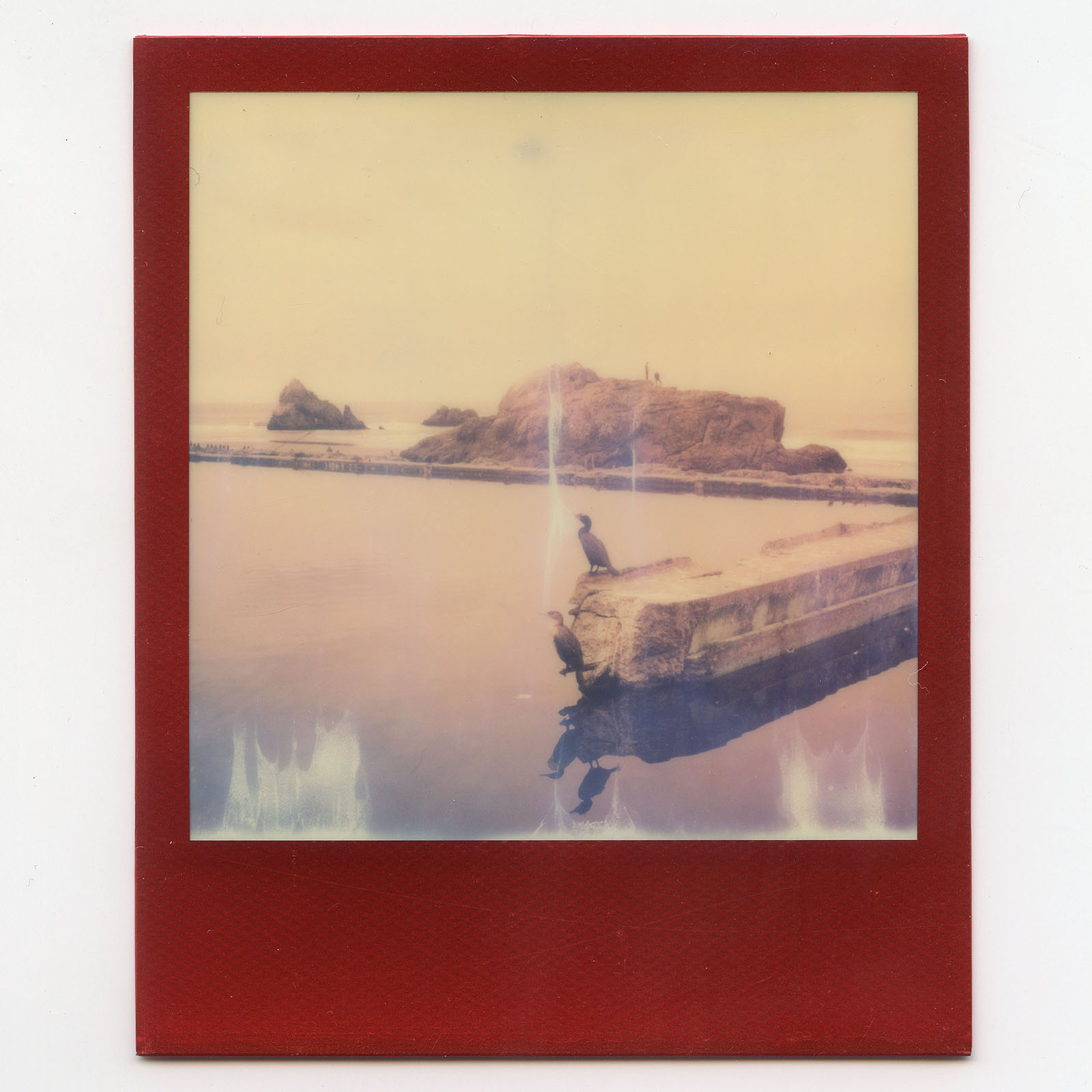 Polaroid of a bird at the Sutro Baths in San Francisco, CA