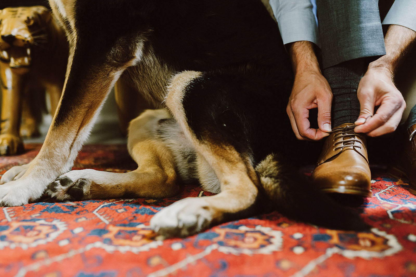 groom tying shoes next to his dog - portland wedding photography