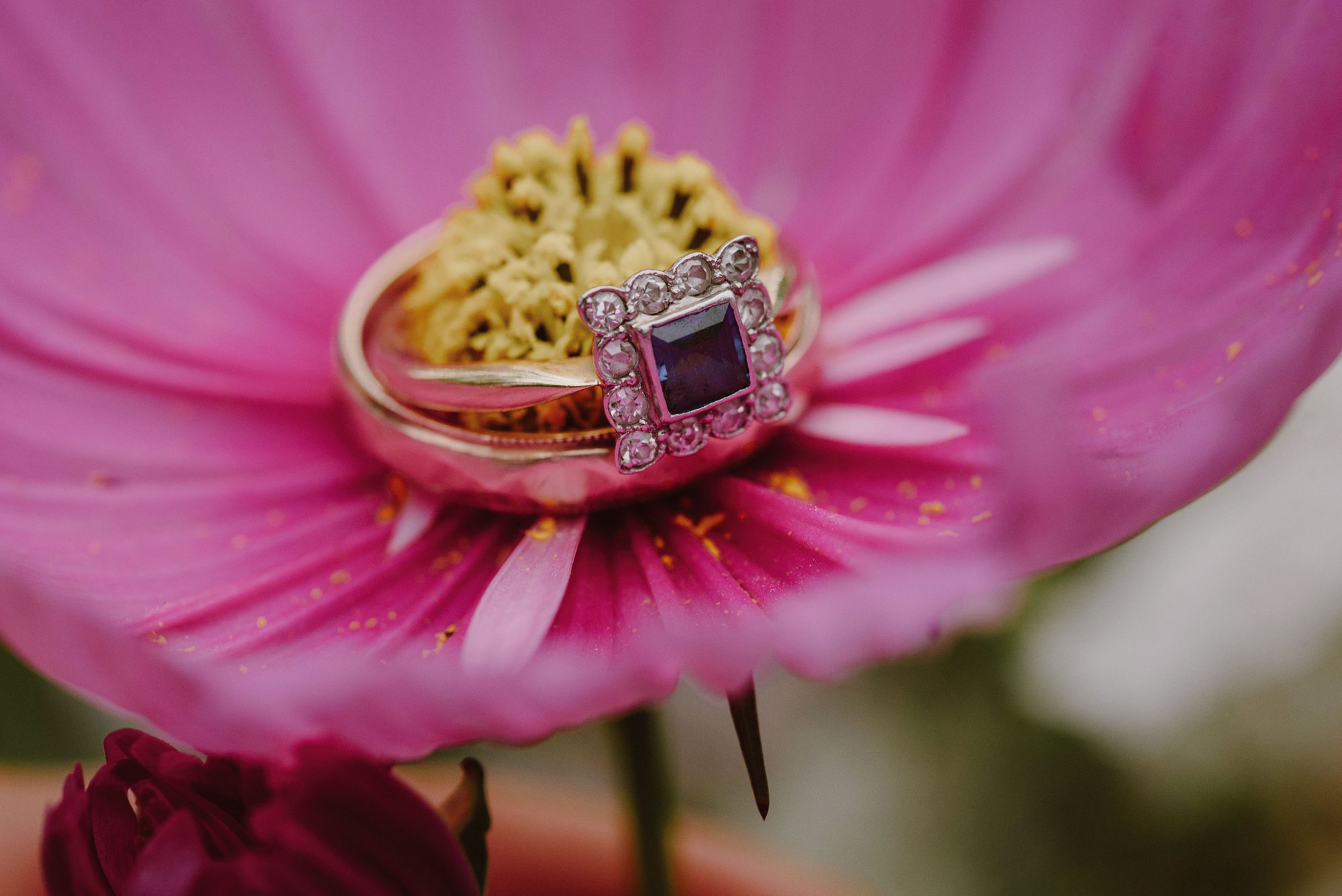 Macro ring shot inside a pink flower