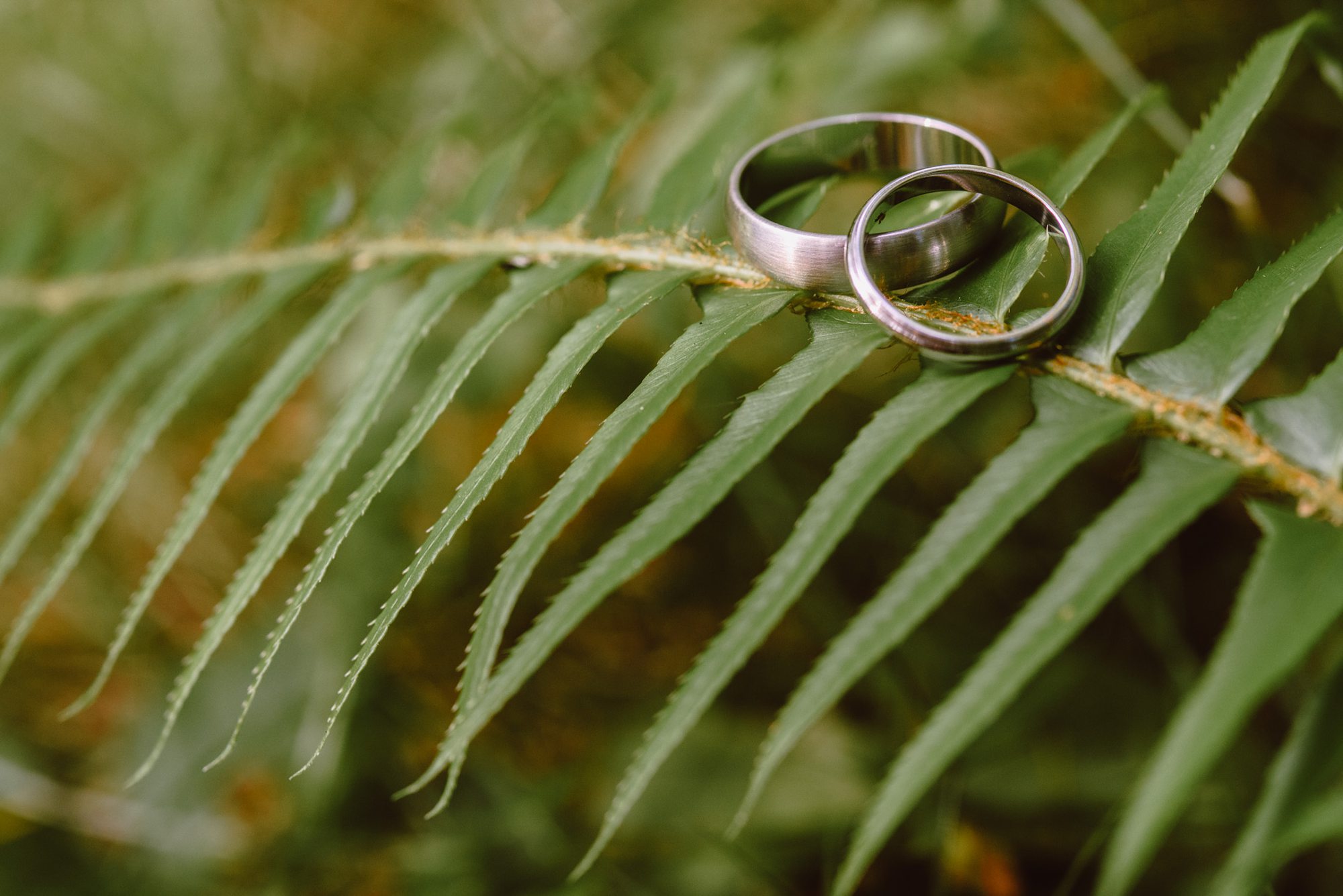 Macro photo of wedding rings sitting on a fern leaf