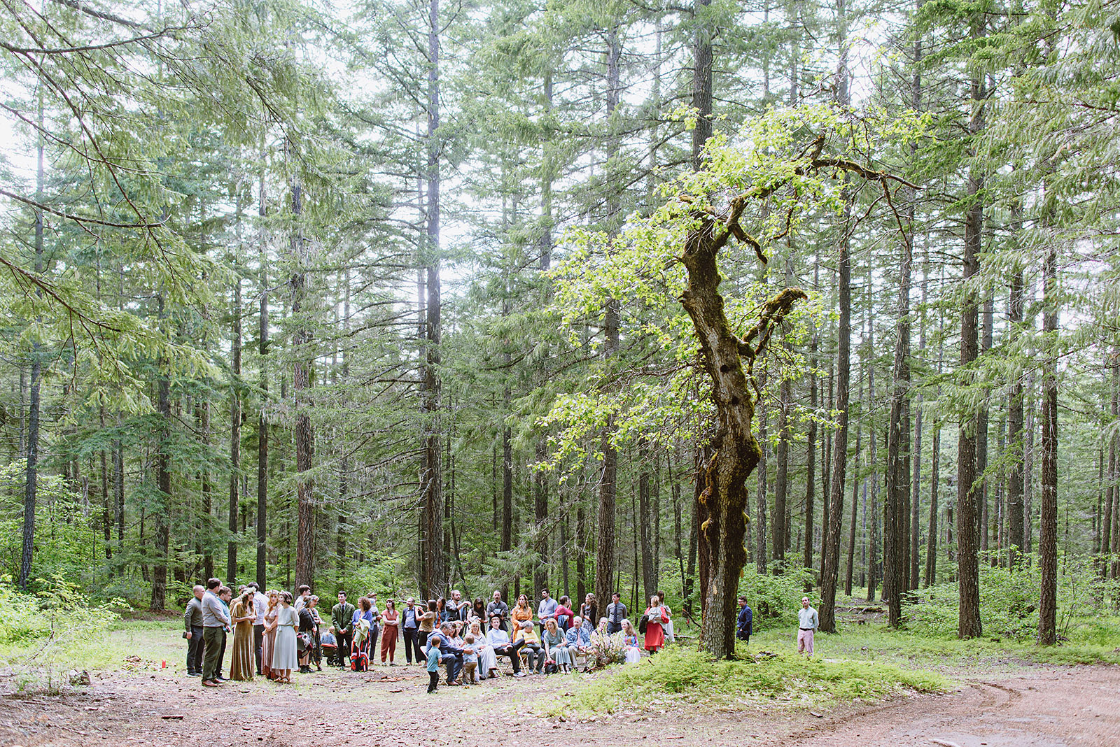 Guests gathered around a clearing in the forest - Trout Lake Wedding, WA